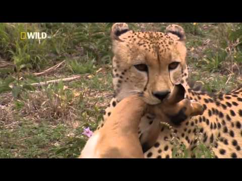 Watch Eye Of The Leopard Streaming