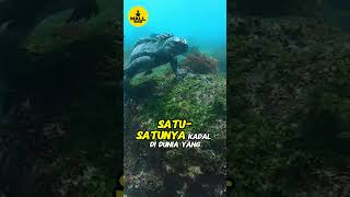 Iguana Laut Kadal Absurd Yang Hidupnya Santai Banget