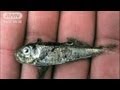 異常現象?深海魚が大量に打ち上げられる 隠岐(12/02/24)