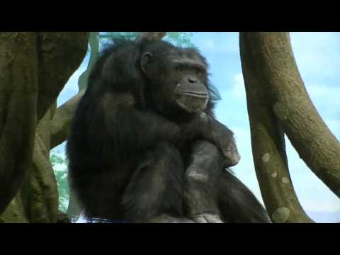 よこはま動物園ズーラシア　チンパンジー