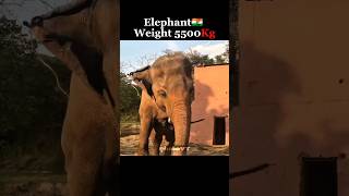 Sound And Weight Of Herbivores