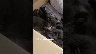 I Been Fostering Kittens The Last 3 Months. If You Want To See More Kitties, Follow Me On Tiktok
