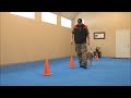 Dawg (Boxer) Dog Training Video Demonstration