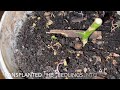 2022 11 01 Growing Sumac from Seeds