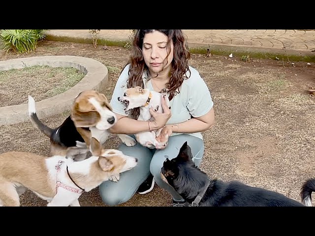 Play this video Chhunchhun ATTACKED 3 DOGS in GARDEN IVF DAY 3