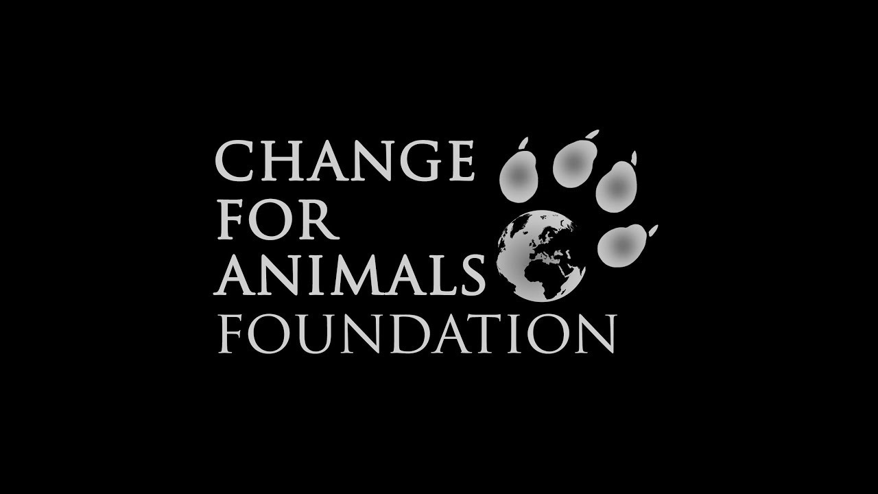 Change For Animals Foundation video channel