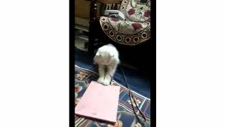 Funny Cats Playing with Paper Bags.Snowy