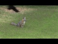 Gray Fox in Chula Vista Yard