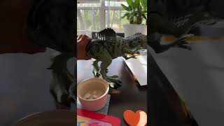 Giganotosaurus On The Attack