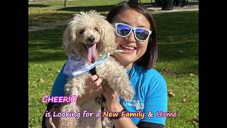 Meet Cheerio - A Happy Spirited Poodle Mix!