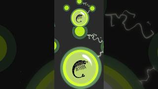 Activate Brine Shrimp Powers Wild Kratts