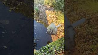 The Rock Makes A Big Splash