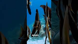 Fascinating Transformation Of Batfish