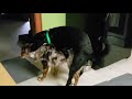 My Dogs Are Gay (Documentary)