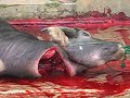image Motong Qurban Cara Syar I Di Jampang