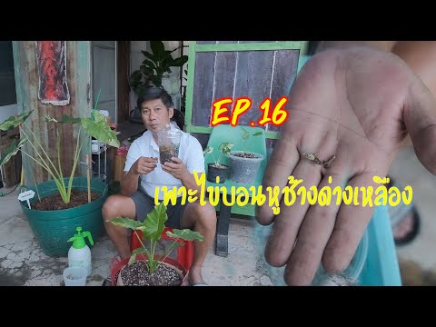 การขยายพันธุ์ด้วยการเพาะไข่ หูช้างด่างเหลือง ง่ายนิดเดียว