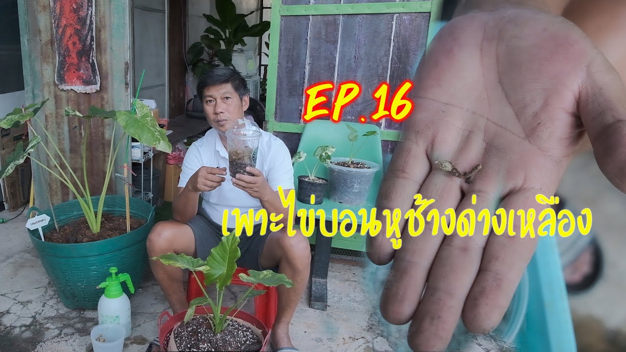 การขยายพันธุ์ด้วยการเพาะไข่ หูช้างด่างเหลือง ง่ายนิดเดียว | ความรู้การเรียนรู้ทั่วไปล่าสุด การขยายพันธุ์ด้วยการเพาะไข่ หูช้างด่างเหลือง ง่ายนิดเดียว | ความรู้การเรียนรู้ทั่วไปล่าสุด