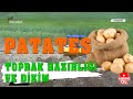 Tarım Sözlüğü - Patateste Toprak Hazırlığı ve Dikim