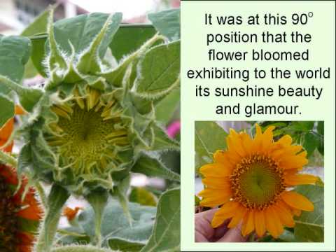 Come, enjoy with me My Sunflower
