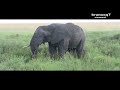 Largest Animal Penis ( World Record ) - Tanzania