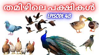 Birds in Tamil 01| Episode 48| Tamil Learning