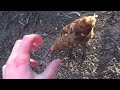 How To Fight a Chicken