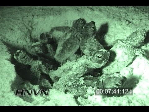 9/26/2006 Sarasota, FL Lido Key Beach Loggerhead Sea Turtle Hatching Video