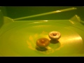 Beyblade Battle Ninja Salamander Vs Bandit Golem images Beyblade Battle Ninja Salamander Vs Bandit Golem