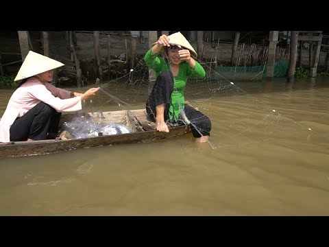 Giăng Lưới trên Sông Hậu bắt Cá Dảnh, Bữa Cơm Chả Cá Dảnh Đơn Giản mà ngon - Tập 287