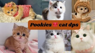 Pookie Cat Dps Cat Dps For Girls