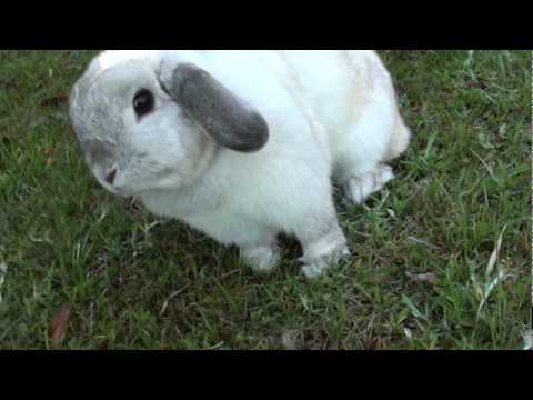 私もこのピクニック行きたいんだけど・・・【うさたんと一緒】