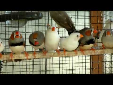 Finches As Pets. Video About Finches Pets | Encyclopedia.com