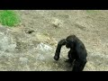 Young gorilla encounter with a bee