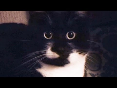 Der Knast Video