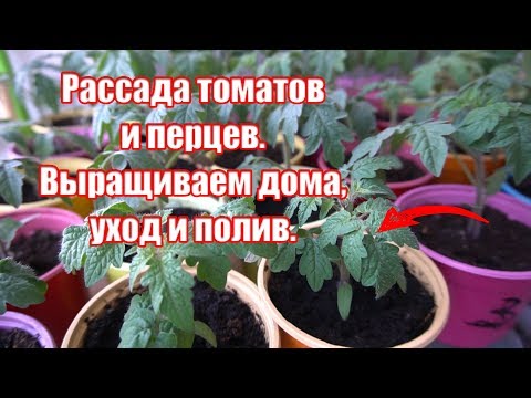 Помидоры рассада своими руками 383