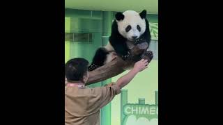 The Keeper Tickles Its Foot To Tease The Panda Not Done, It Switches Feet, Wanting More.