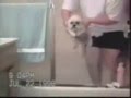 Funny Dog Videos