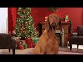 CANINE CHRISTMAS CAROLING "SILENT NIGHT"— Orapup.com