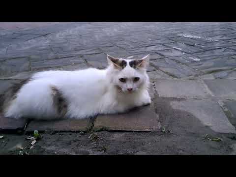 KUCING CANTIK MILIK TETANGGA #cutecat
