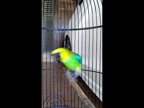 VIDEO : cucak rante kepala kuning (blue wing leaf bird) - by.gun. ...
