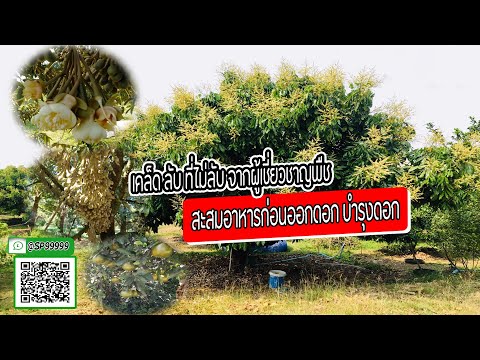 สะสมอาหารก่อนราดสารยังไง การบำรุงดอก ทุเรียน ลำไย มะม่วง