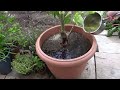 Garden tips