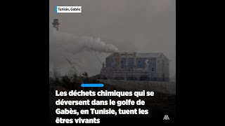 Les Déchets Chimiques Qui Se Déversent Dans Le Fe De Gabès, En Tunisie, Tuent Les Êtres Vivants