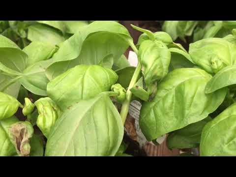 #WHAT ARE THE DIFFERENT TYPES OF HERBS? || CULINARY HERBS || ENGLISH/FRENCH
