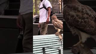 Hawk Vs Rat