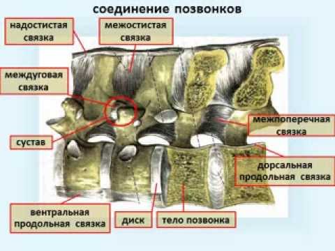 Соединение позвонков позвоночника соединение костей Соединение позвонков позвоночника соединение костей