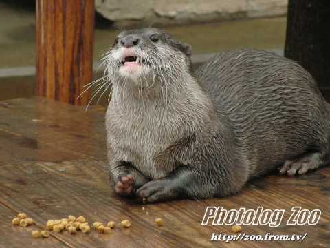 Otter ペレットを食べるコツメカワウソのムツキ＠市川市動植物園