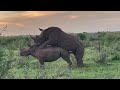 Rhino mating