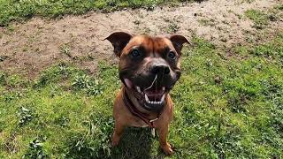 Meyko The Staffie Gopro Hero 9