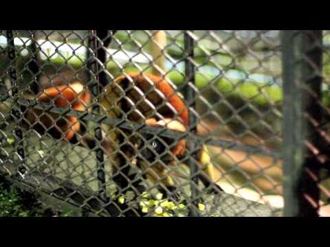 [HD]夜の野毛山動物園-100829-09-アカエリマキキツネザル（Red Ruffed Lemur）-3
